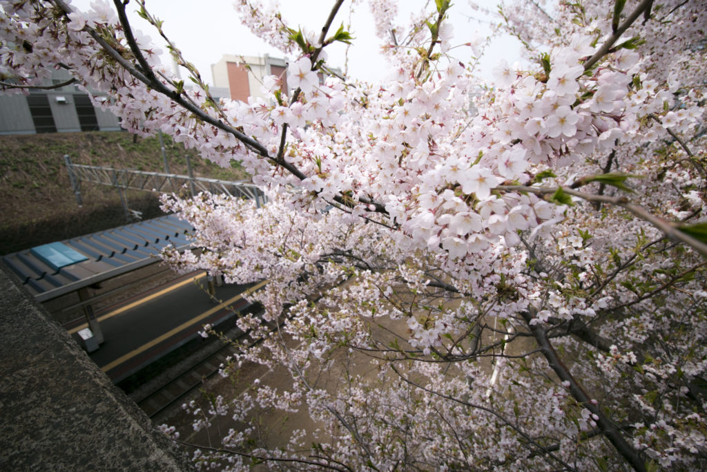 小樽　桜